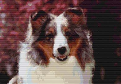 (image for) Sheltie - Sky